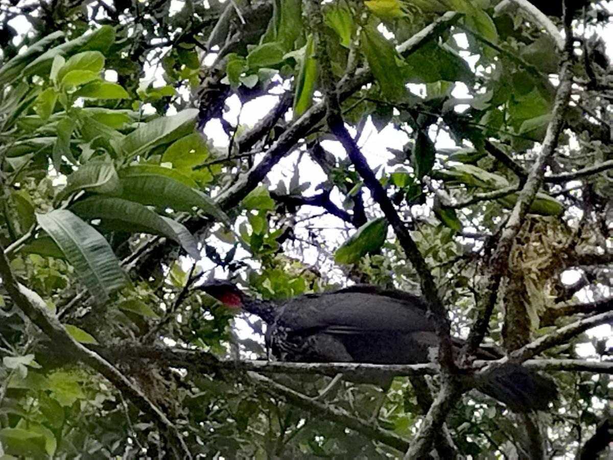 Hospedaje Bosque Del Rio Monteverde Екстер'єр фото